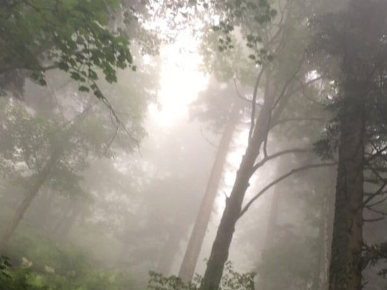Create meme: blurred image, thick fog , misty forest