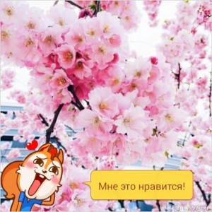 Create meme: sakura tree, spring Sakura, cherry blossom