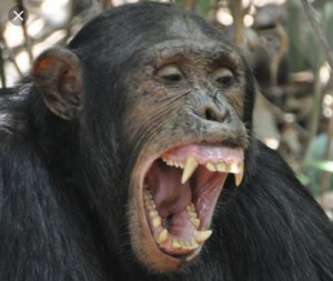 Создать мем: chimp, шимпанзе интеллект, фото шимпанзе пожалуйста