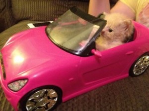 Создать мем: машина собака, машина смешная, розовый автомобиль