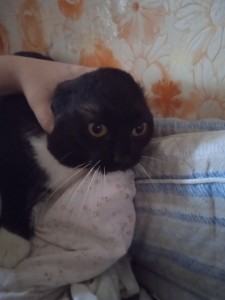 Создать мем: кошка шотландская вислоухая, вислоухий кот, шотландская вислоухая кошка черная