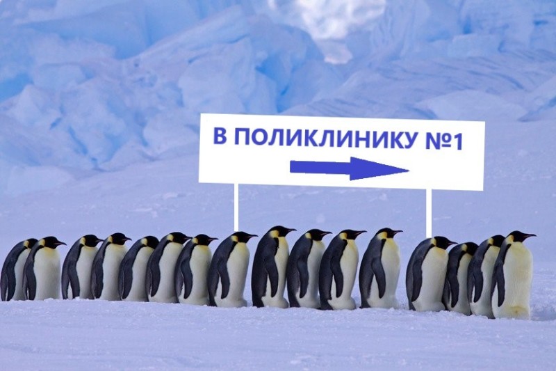 Создать мем: пингвин, пингвины в арктике, антарктида