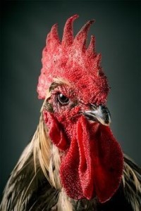 Create meme: red rooster, the head of the cock, rooster