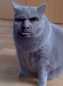 Create meme: valakas cat, cats, serious cat