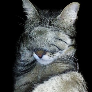 Создать мем: какие виды аллергии бывают на кошек, появился кот, котофоб