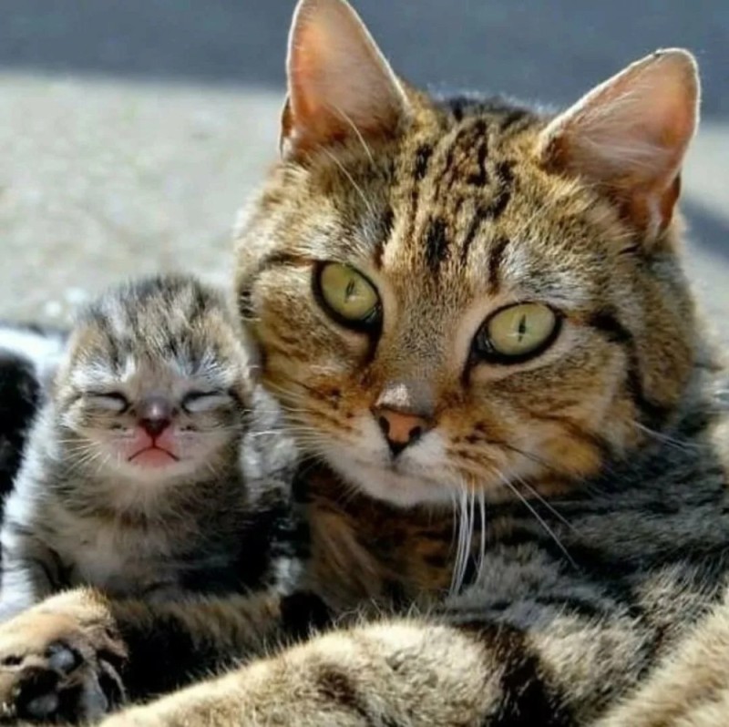 Создать мем: кот, мама кошка и котенок, кошка кошка