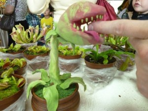 Создать мем: плотоядные растения, растение венерина мухоловка, выставка хищных растений в москве