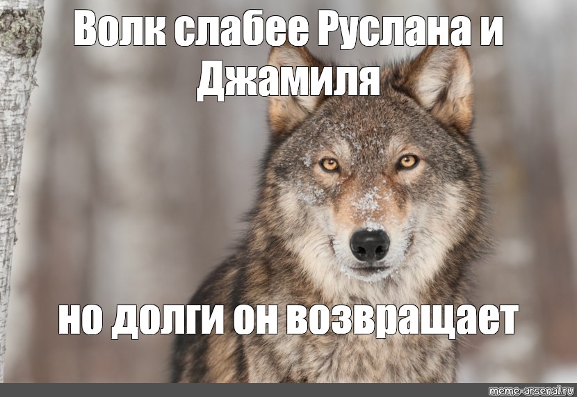 Конец россии хотя увидеть многие. Волк Мем. Мемы с волками. Спасибо за внимание волк. Волк это волк Мем.