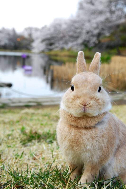 Create meme: rabbit , The most beautiful rabbits, rabbit cute