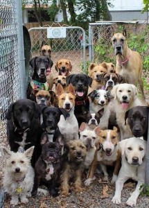 Create meme: pictures of dogs classmates, a lot of dogs in one photo, a lot of dogs. a lot of dogs