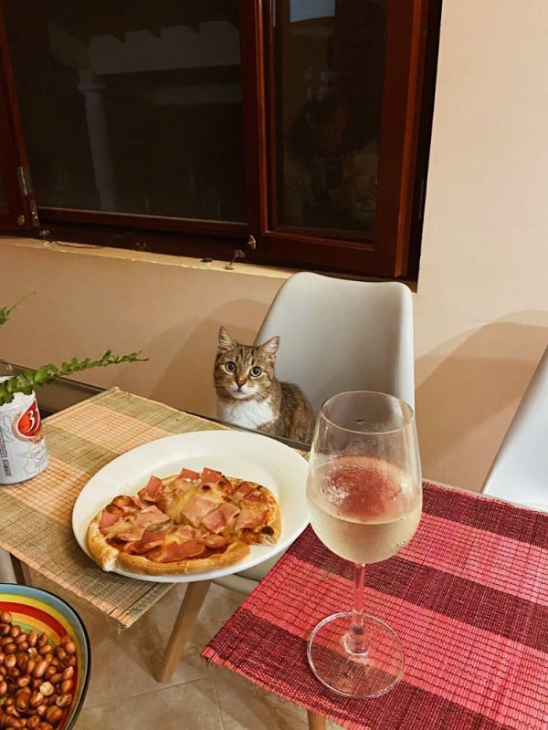 Создать мем: коты за столом, ужин, кот