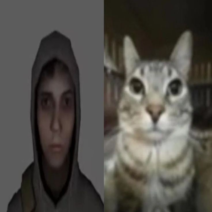 Create meme: cat , Barsik , cat 