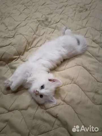 Create meme: Angora cat, siberian kittens are white, kitty 