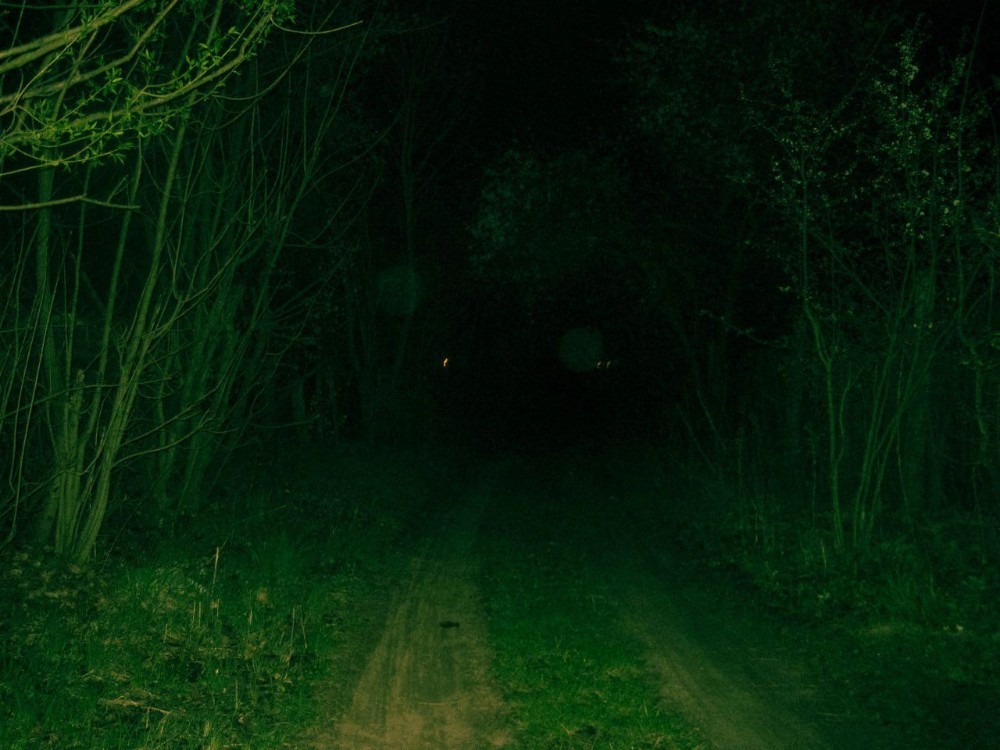 Create meme: forest road, darkness, forest 