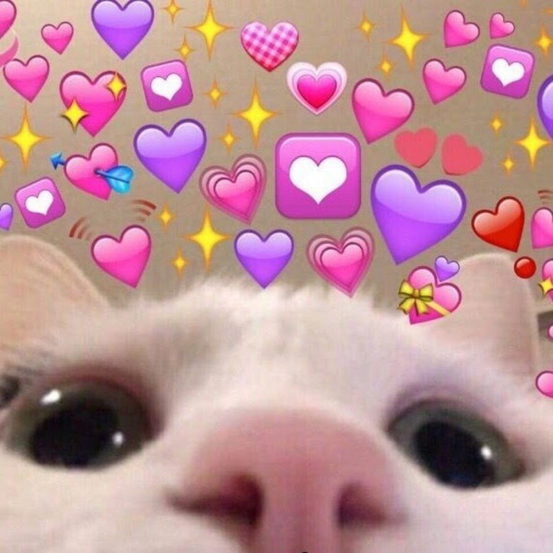 Create meme: cute cats with hearts, cute kittens with hearts, cute cats with hearts