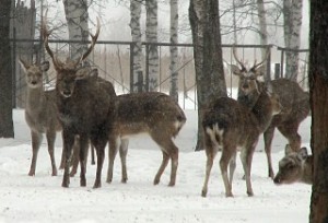 Create meme: elk island, deer, national Park Losiny Ostrov