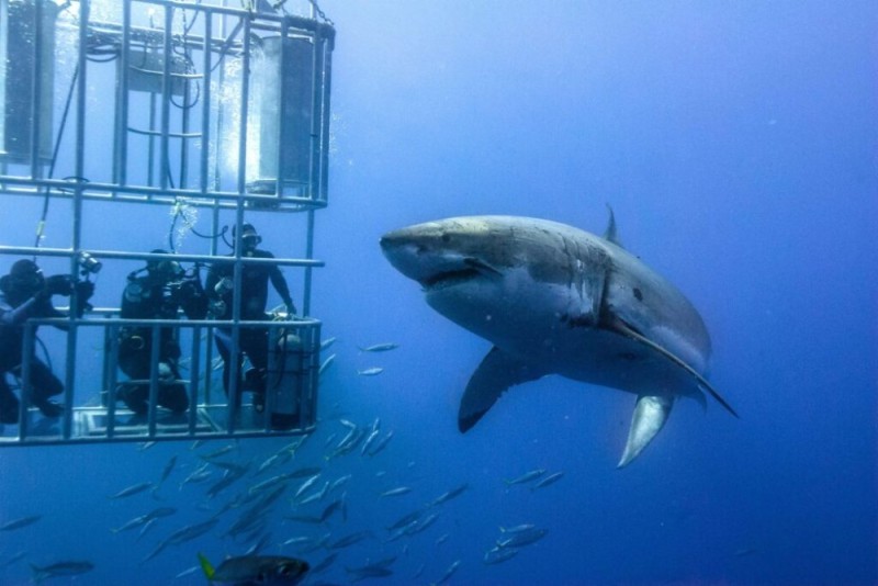 Создать мем: дайвинг с акулами в юар, shark cage diving, акула большая