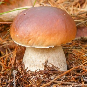 Создать мем: гриб, белый гриб, boletus edulis – белый гриб