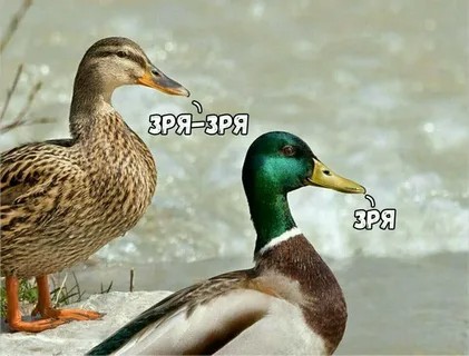 Создать мем: утка кряква самец и самка, кряква обыкновенная утка, утка кряква селезень