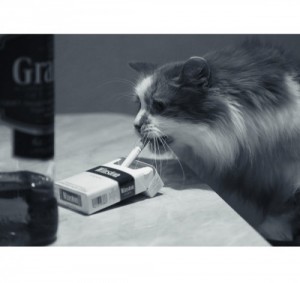 Создать мем: фото кот наркот, кот, курящий кот
