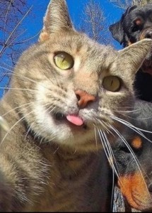 Create meme: animals cats, selfie cat, cat