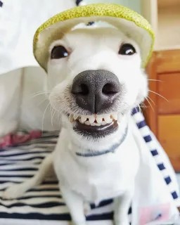 Создать мем: собака улыбка, улыбающийся пес, улыбающаяся собака