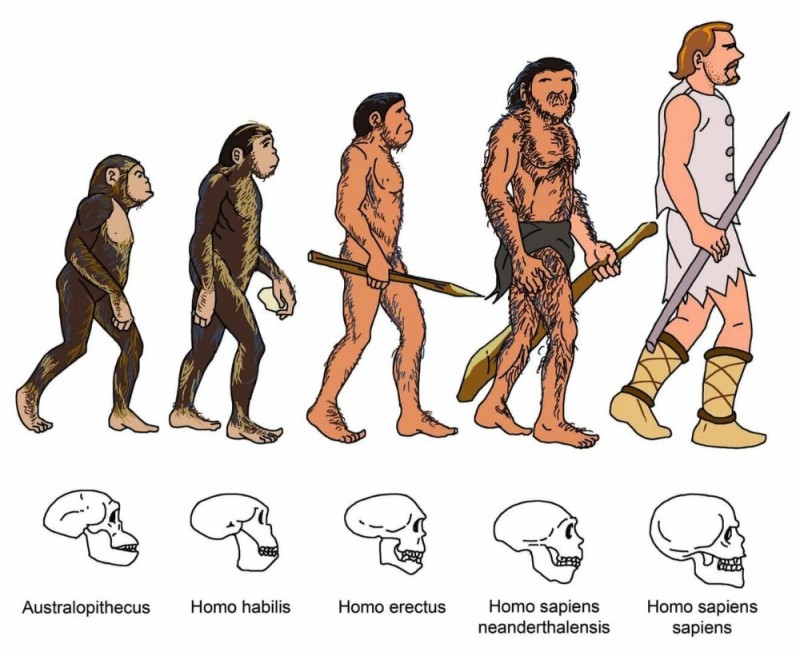 Create meme: human evolution to homo sapiens, human evolution , further human evolution