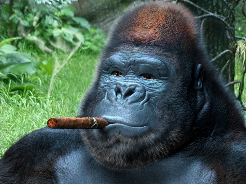 Create meme: gorilla with a cigar, gorilla , gorilla monkey