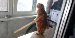 Создать мем: Шд, смотрит в окно, кошка