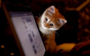 Создать мем: котенок за компьютером, рыжий кот, котик