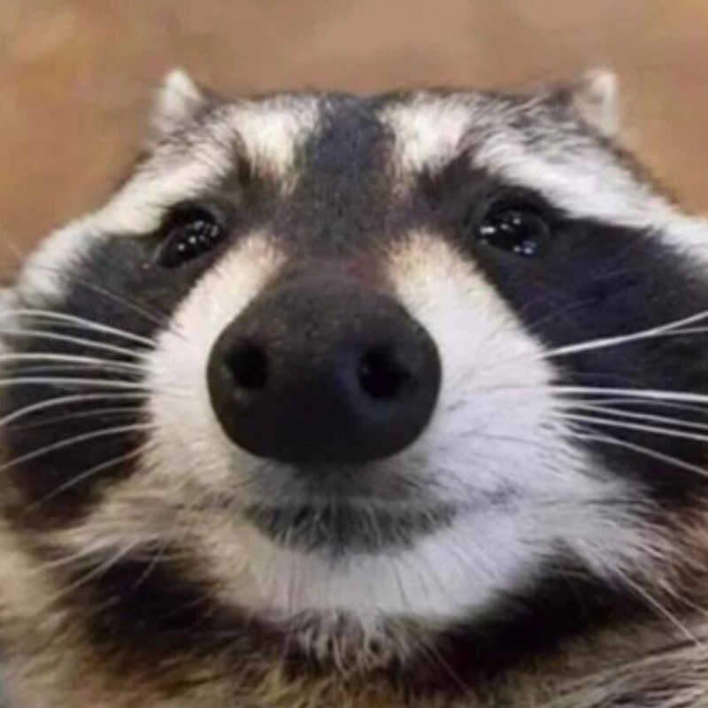 Создать мем: raccoon, довольный енот, еноты