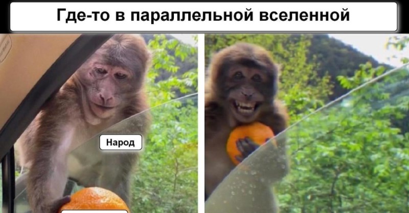 Создать мем: мартышка мем, обезьянка с апельсином, пикабу