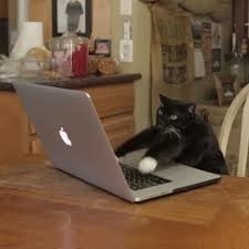 Создать мем: кошка, котик за компьютером, кот