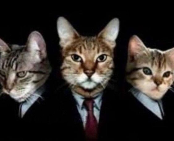Создать мем: кот кот кот, котик в костюме, котики