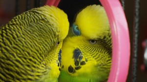 Create meme: wavy parrot itches, pictures of budgerigars, the bill is wavy parrot