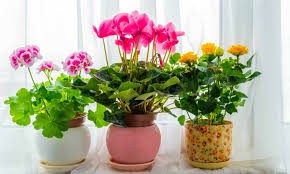 Create meme: indoor flowers cyclamen, flowers indoor plants, geranium room