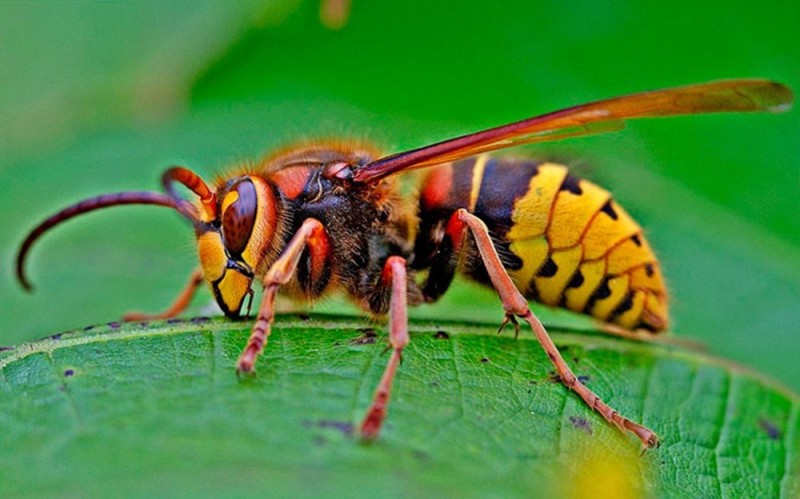 Create meme: hornet wasp, the big hornet, bumblebee hornet