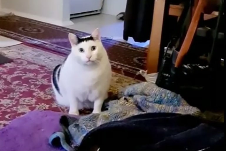 Create meme: the nodding cat, fat cat meme, fat cat 