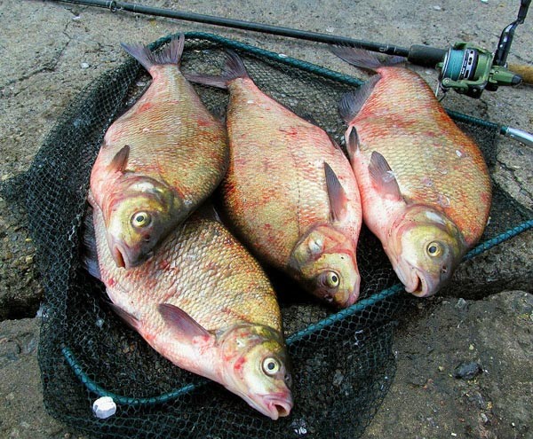 Create meme: fish bream catch, the bream fishing, the biggest bream caught in russia