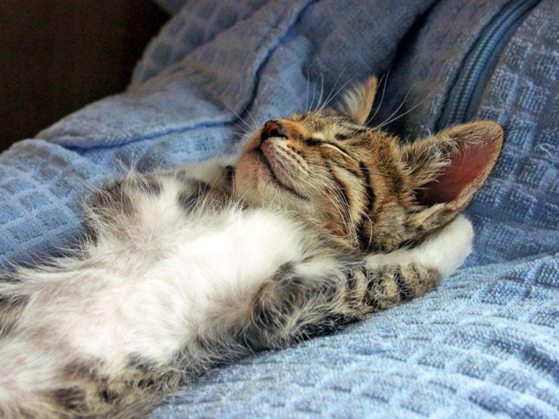 Создать мем: спящий котик смешной, сонный котик, сонный кот