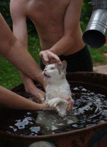 Create meme: these funny animals, cat in bowl with water, funny cats