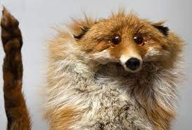 Create meme: a stuffed Fox, funny Fox, animals Fox