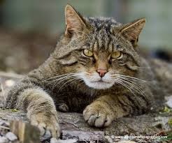 Создать мем: дикий лесной кот, сибирский дикий лесной кот, европейский дикий лесной кот