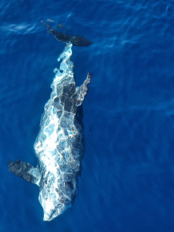 Create meme: dolphin of the black Sea, animals , pantropical spotted dolphin stenella attenuata