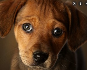 Создать мем: грустный пес, грустные глаза собаки, собака