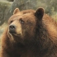 Создать мем: медведь медведь, бурый медведь бурые медведи, медведь гризли