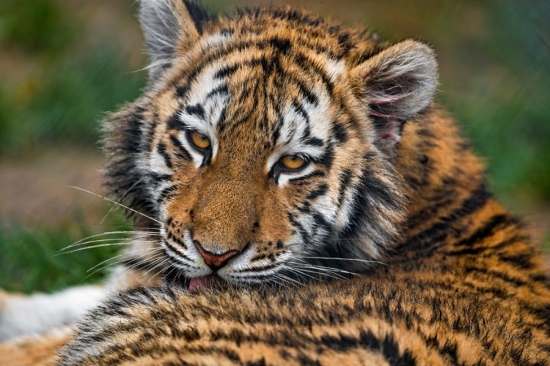 Create meme: tiger , tiger tiger , tiger face