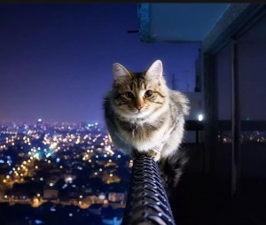 Создать мем: фото крутых кошек, кошка вертикальное, кот на небоскребе