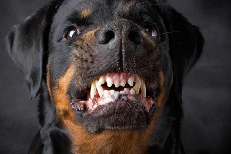 Create meme: Rottweiler , Rottweiler grin, rottweiler is a killer dog