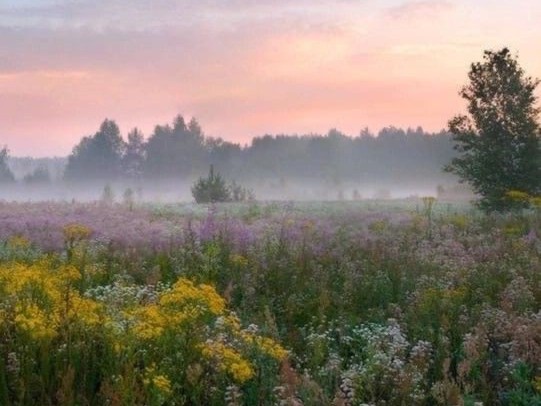 Create meme: morning landscape, july morning painting, Summer landscape dawn